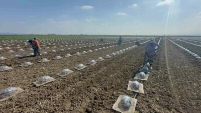 Bursa’nın sebze üretimiyle önde gelen ve verimli topraklarıyla bilinen Karacabey