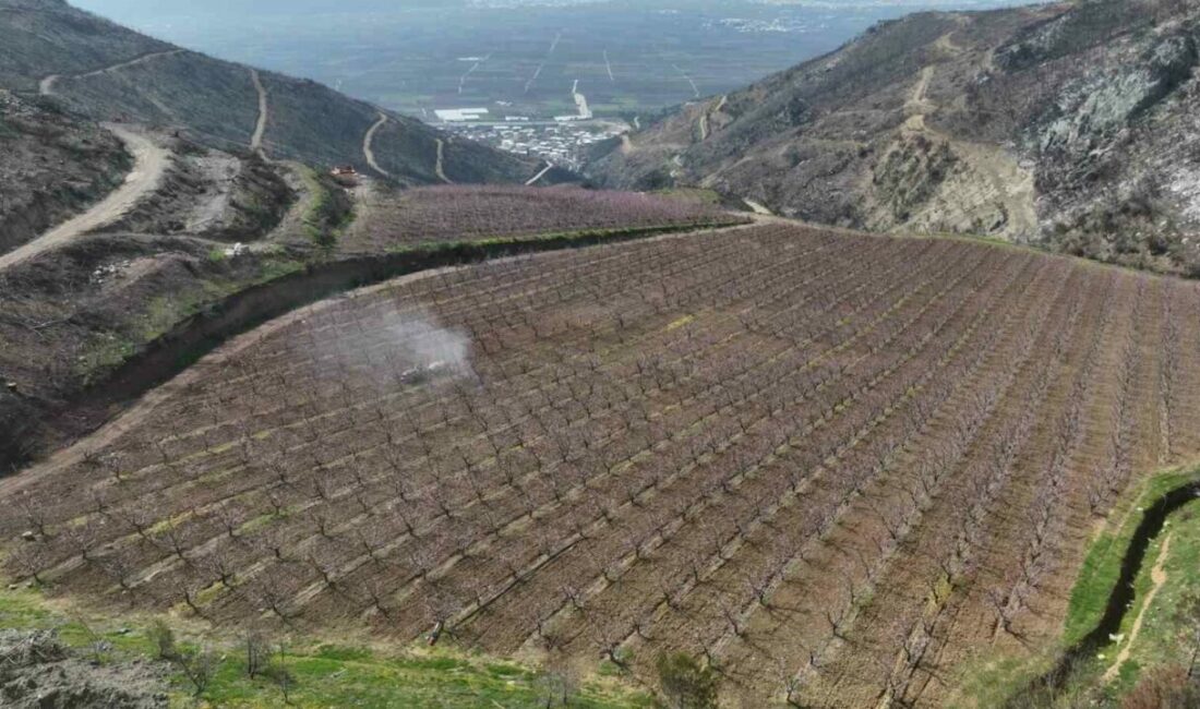 Siyahların ardında açan pembe şeftali çiçekleri Bursa’nın Gürsü ilçesinde geçen yıl çıkan yangında yüksek kesimlerde alevlerin