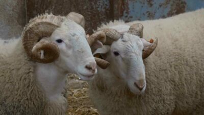Türkiye’nin en değerli koçlarının yetiştiği Bandırma Koyunculuk Araştırma Enstitüsünde yılda bir