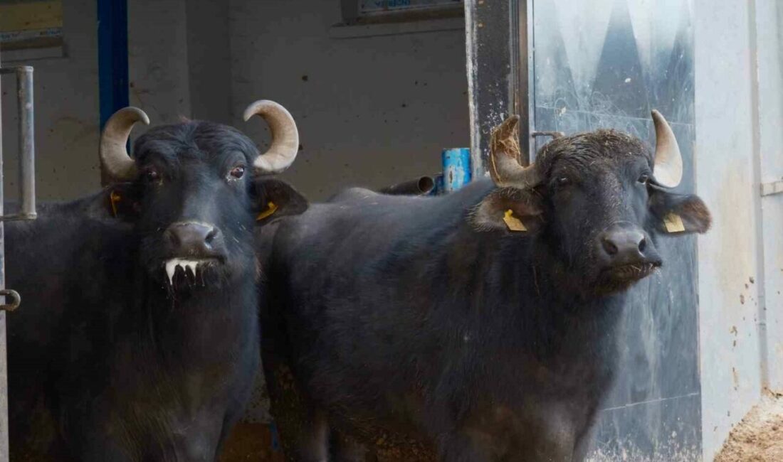 Türkiye’nin yeni manda ırkı Murana süt verimi ile dikkat çekiyor Bandırma Koyunculuk Araştırma Enstitüsünde yürütülen çalışmalarda, Anadolu mandası ile Hindistan’ın