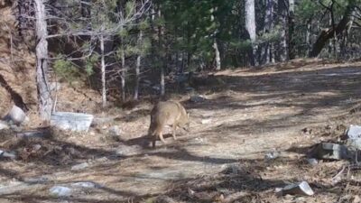 Uludağ’da yaban hayatını izlemek amacıyla yürütülen çalışmalar kapsamında önemli görüntüler