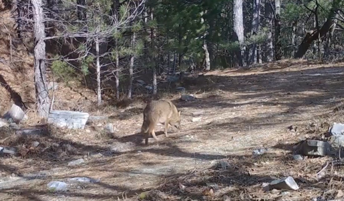 Uludağ’da Altın Çakallar fotokapana yakalandı Uludağ’da yaban hayatını izlemek amacıyla yürütülen çalışmalar kapsamında önemli görüntüler