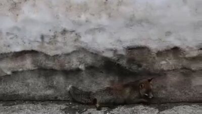 Uludağ’da havaların ısınmasıyla karların erimesi sonucu yaban hayvanları yeniden ortaya