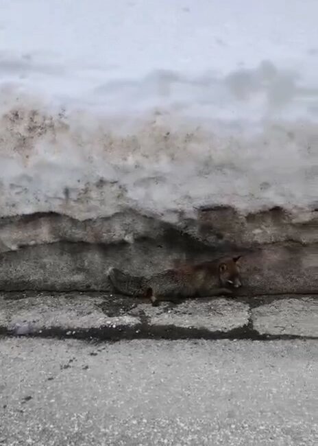 Uludağ’da havaların ısınmasıyla karların erimesi sonucu yaban hayvanları yeniden ortaya