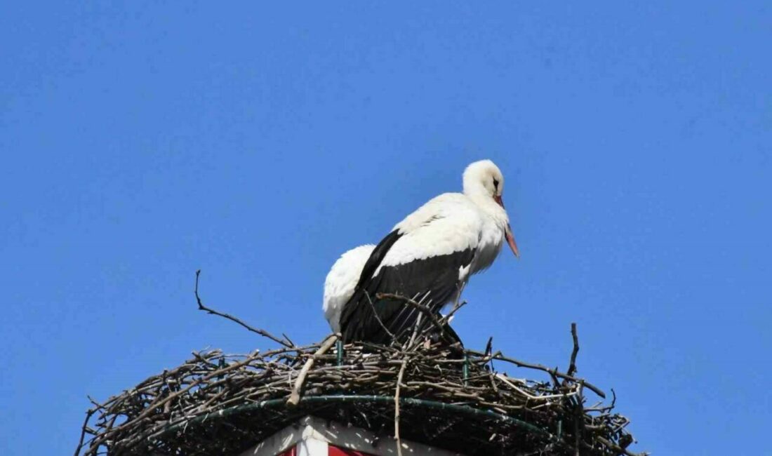 Bursa’nın İznik ilçesinde yürek ısıtan gelişme ikinci yılında. Geçtiğimiz yıl
