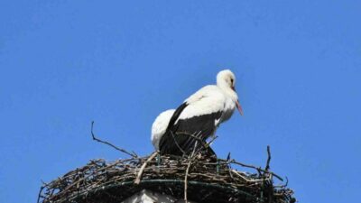 Bursa’nın İznik ilçesinde yürek ısıtan gelişme ikinci yılında. Geçtiğimiz yıl