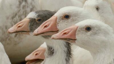 Tarım ve Orman Bakanlığı Tarım Araştırmaları ve Politikalar Genel Müdürlüğü