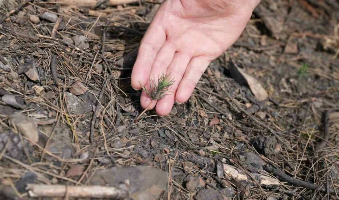 Gürsu’da geçtiğimiz yaz yaşanan büyük yangından sonra yapılan yeşillendirme çalışmaları