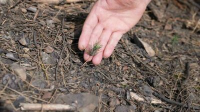 Gürsu’da geçtiğimiz yaz yaşanan büyük yangından sonra yapılan yeşillendirme çalışmaları