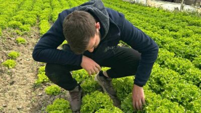 Türkiye’nin önemli sebze üretim merkezlerinden Bursa’da, kıvırcık marul fiyatlarının tarlada