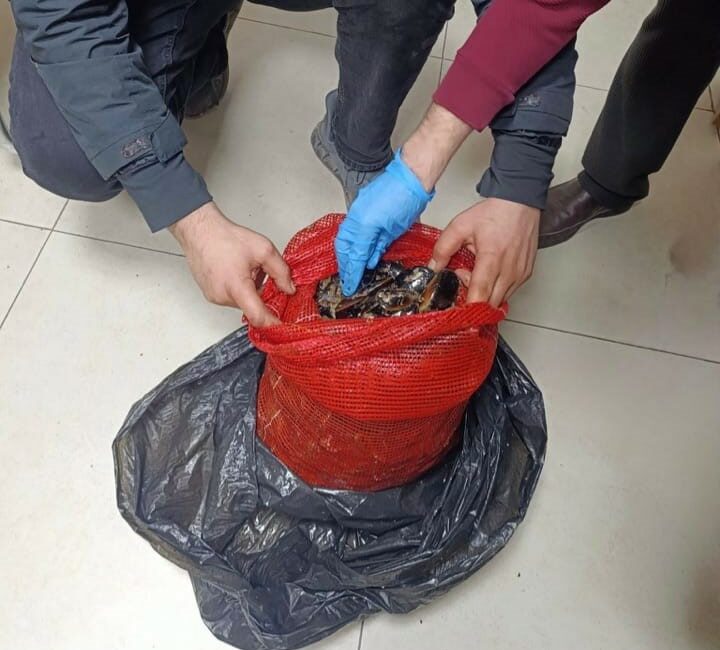 Bursa ve Balıkesir’de eş zamanlı operasyon: Tonlarca midye ele geçirildi Bursa ve Balıkesir’de polis ekiplerinin düzenlediği eş zamanlı operasyonda, halk