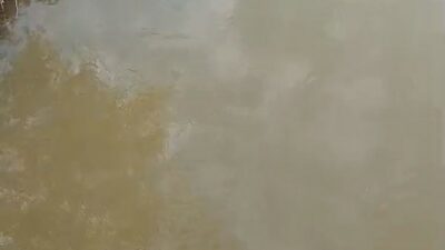 Bursa’nın Karacabey ilçesine bağlı Akçasusurluk mevkiinde bulunan derede su samuru