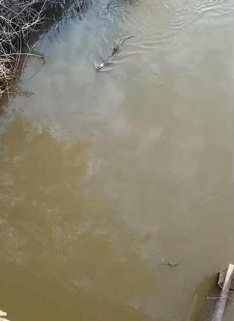 Bursa’nın Karacabey ilçesine bağlı Akçasusurluk mevkiinde bulunan derede su samuru