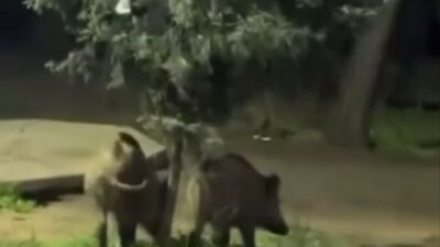 Bursa’da akşam saatlerinde Bursa Kent Ormanı’nda yaşanan olay, piknik yapan