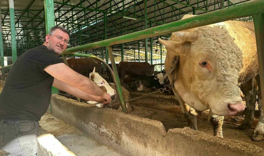 Bursa’nın Nilüfer ilçesinde kurbanlık satışları devam ederken, yaklaşık bir ton