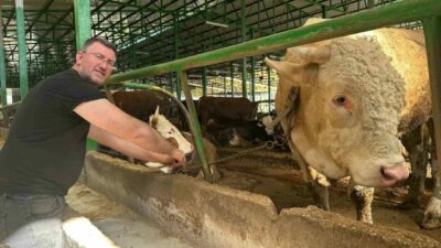 Bursa’nın Nilüfer ilçesinde kurbanlık satışları devam ederken, yaklaşık bir ton