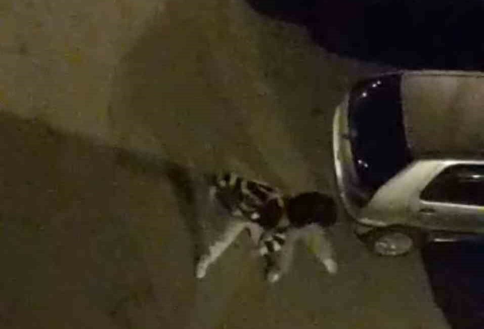 Bursa’da yabancı uyruklu iki şahsın sokak ortasında dakikalarca süren kavgası,