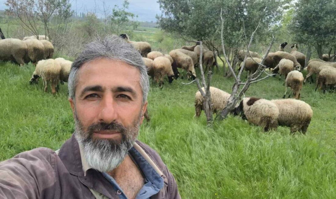 Denizli’nin Pamukkale ilçesinde büyükbaş hayvancılığı bırakarak küçükbaş üretime yönelen iki