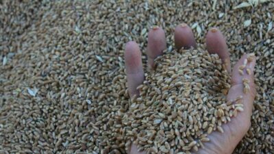 Uluslararası Hububat Konseyi (IGC), dünya hububat üretiminin 2025/2026 döneminde tarihin