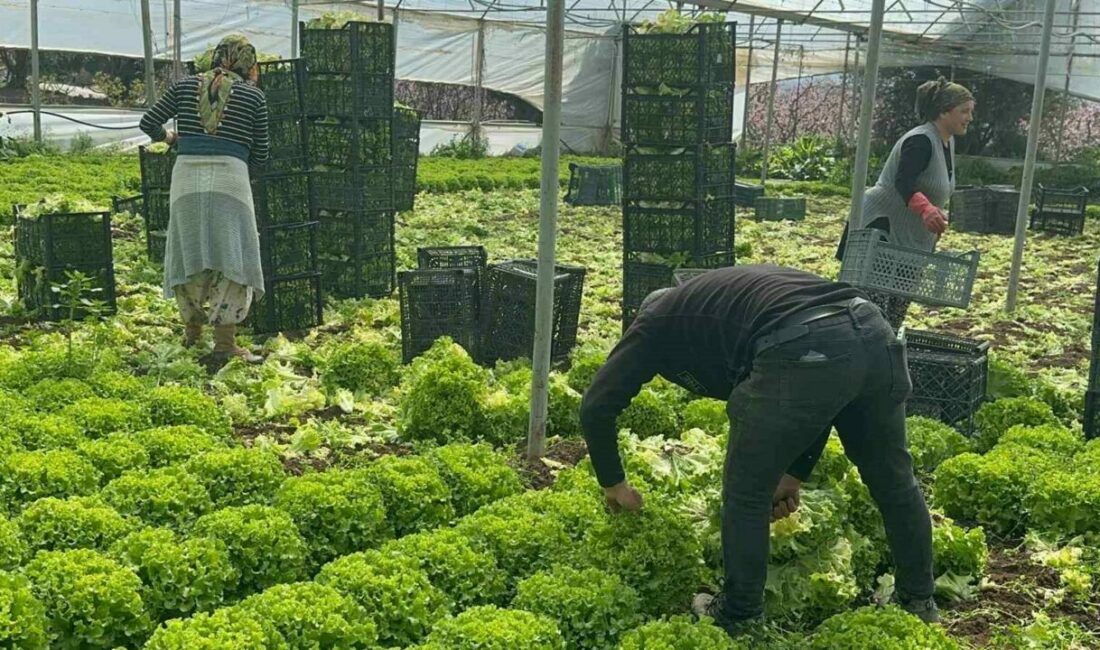 Geçen sene zararıyla ağlatan ’kıvırcık’ bu yıl güldürdü Geçen yıl tarlada tanesi 5 liraya kadar düştüğü için üreticisine