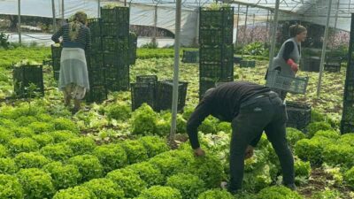 Geçen yıl tarlada tanesi 5 liraya kadar düştüğü için üreticisine