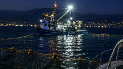 Gemlik Körfezi içerisinde ve özellikle sahil önlerinde, su üstünde yüzer