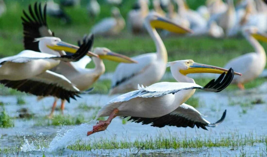 Göç yolundaki pelikan sürüsünün Bursa molası Bursa’nın İnegöl ilçesindeki Boğazköy Barajı, bahar mevsiminin gelmesi ile pelikanlara