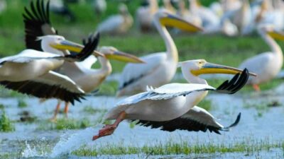 Bursa’nın İnegöl ilçesindeki Boğazköy Barajı, bahar mevsiminin gelmesi ile pelikanlara