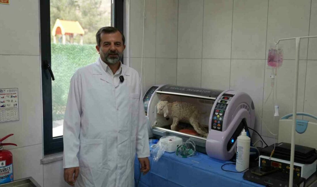 Gürsu Belediyesi’nin, 80 dönümlük mesire alanı içinde yapımını bitirdiği Butik