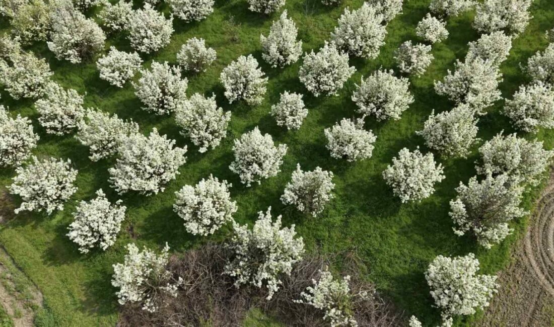 Bursa’nın İnegöl ilçesinde baharın gelişiyle birlikte çiçek açan meyve ağaçları