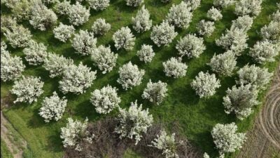 Bursa’nın İnegöl ilçesinde baharın gelişiyle birlikte çiçek açan meyve ağaçları