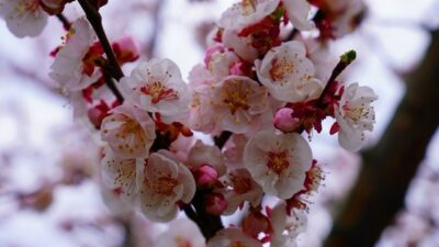 Baharın gelişiyle birlikte İznik, doğanın en güzel renklerine ev sahipliği