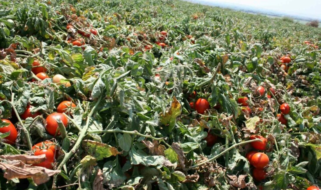 Karacabey’de salçalık domates ekiminde “serbest”in fazla olması bekleniyor Salçalık domates üretiminde önde gelen merkezlerden olan Bursa’nın Karacabey ilçesinde