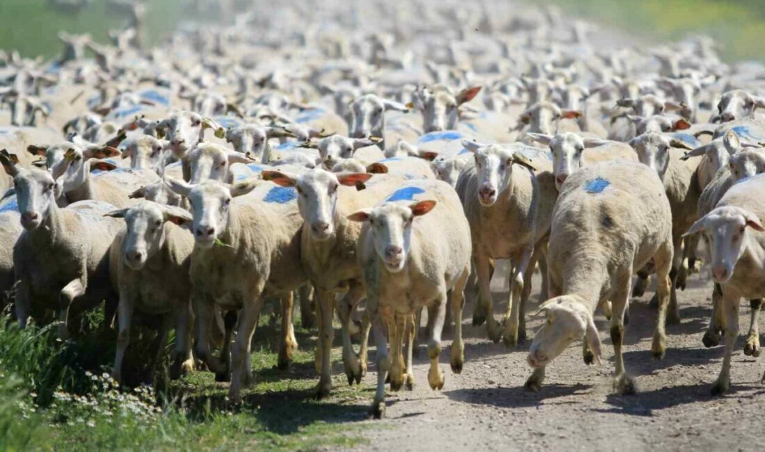 Tarım ve Orman Bakanlığı tarafından kırsal kalkınmayı desteklemek ve hayvancılıkta sürdürülebilirliği