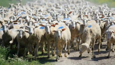 Tarım ve Orman Bakanlığı tarafından kırsal kalkınmayı desteklemek ve hayvancılıkta sürdürülebilirliği