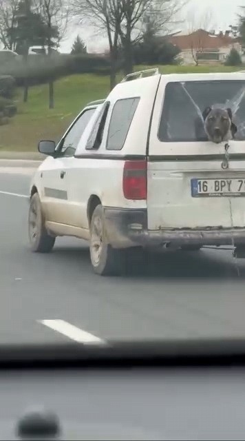 Köpeğin komik anları kamerada Bursa’nın İnegöl ilçesinde seyir halinde olan bir kamyonetin kırık camından