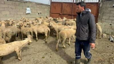 Bursa’nın Mustafakemalpaşa ilçesine bağlı kırsal Yamanlı Mahallesi’nde küçükbaş hayvancılıkla uğraşan