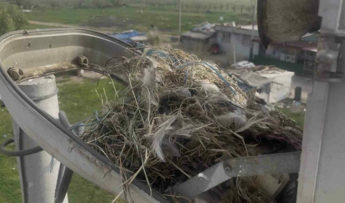 Sokak lambaları kuşlara yuva oldu Bursa başta olmak üzere Balıkesir, Çanakkale ve Yalova’da 5 milyonun