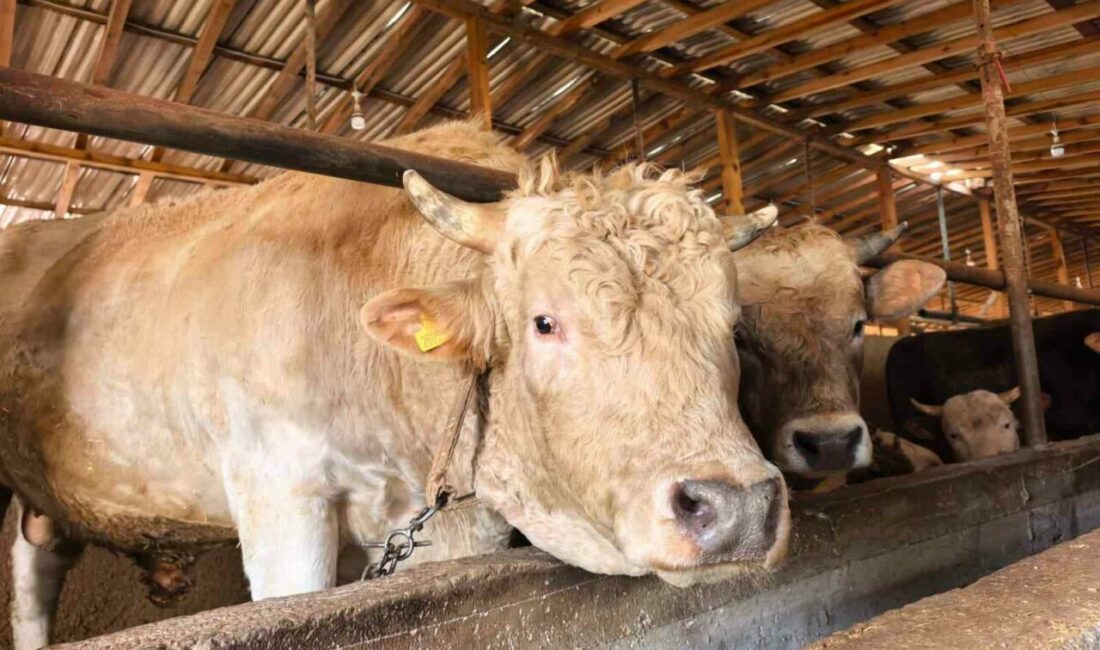 Tonluk ’Paşa’ 500 bin lira Bursa’da kurbanlık hayvan satışı yapılan çiftlikteki 1 ton 100 kilo