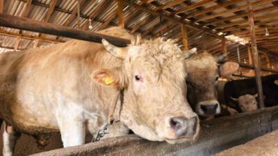 Bursa’da kurbanlık hayvan satışı yapılan çiftlikteki 1 ton 100 kilo