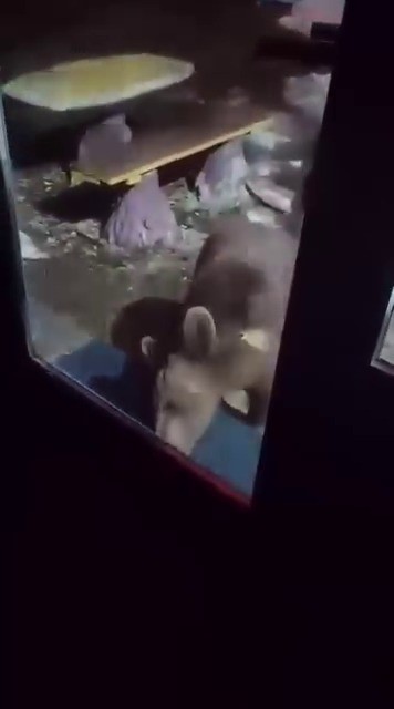 Uludağ’da yiyecek arayan ayı ailesi, bir vatandaş tarafından cep telefonu