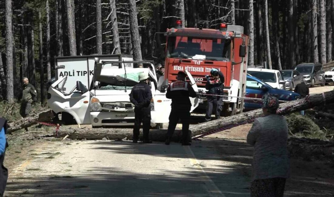 Bursa Uludağ’da ormanda kesilen çam ağacının seyir halindeki kamyonetin üzerine