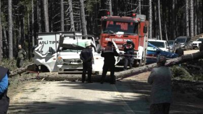 Bursa Uludağ’da ormanda kesilen çam ağacının seyir halindeki kamyonetin üzerine