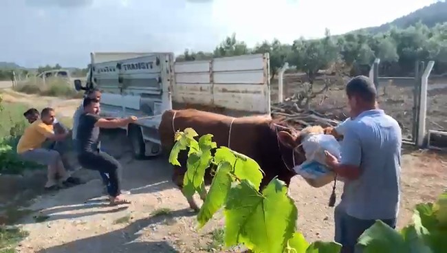 6 kişinin zapt edemediği boğa bir tekmeyle böyle yere serdi Bursa’nın Mudanya ilçesinde kamyonetten indirilen kurbanlık boğa, sahiplerine zor anlar