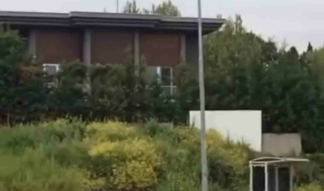 Bursa’da aç kalan domuz sürüsü gündüz saatlerinde şehir merkezine inerek
