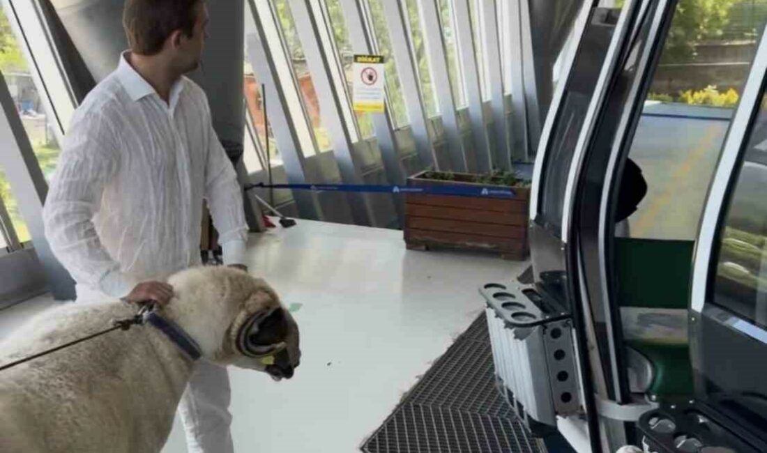 Bayramda keseceği koçla teleferik keyfi yaptı Bursa’da yaşayan Mesut Ceylan, Kurban Bayramı’nda keseceği koçu Uludağ’da teleferikle