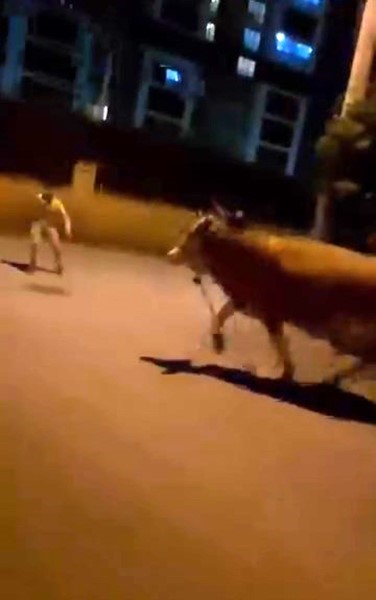 Bursa’da dana paniği Bursa’da kaçan bir dana mahallede paniğe sebep oldu. Sahibinin elinden