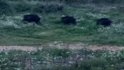Bursa’nın Orhangazi ilçesinde şehir merkezine çok yakın bir noktada domuz