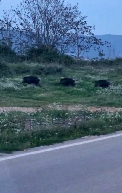 Bursa’nın Orhangazi ilçesinde şehir merkezine çok yakın bir noktada domuz