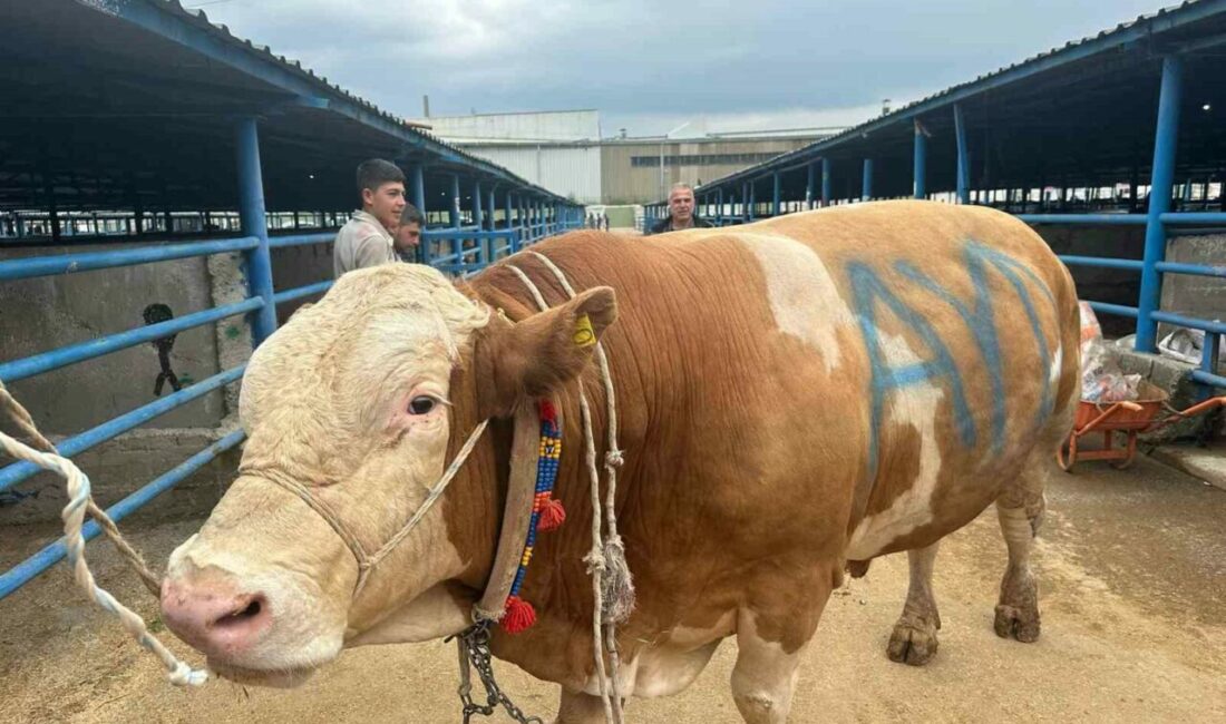 Bursa’da kurbanlık şampiyonu görücüye çıktı: Tam 1,2 ton Bursa’nın Yıldırım ilçesinde kurulan İsabey Kurban Pazarı’nda, yaklaşan Kurban Bayramı